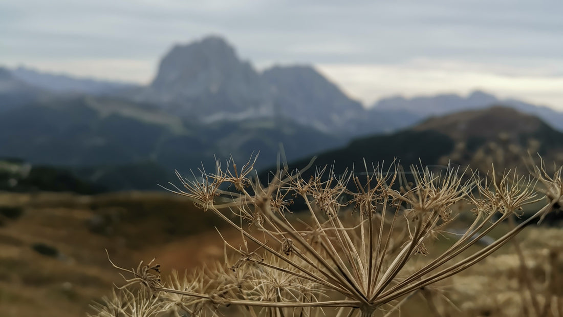 Ce que promet Sauvage